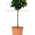 Ligustrum texanum
