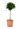 ligustrum-texanum-LV9-mini-alberetto-AVX2206306