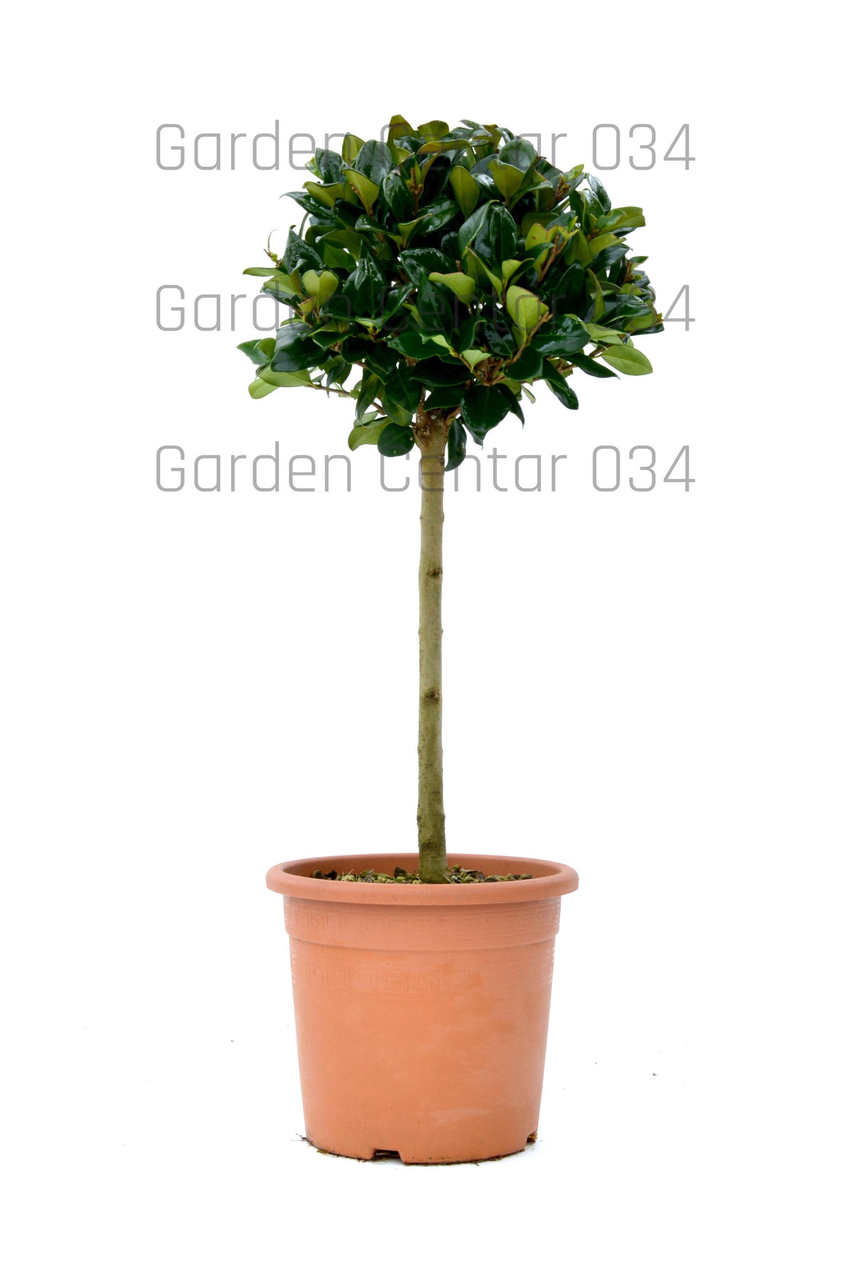 ligustrum-texanum-LV9-mini-alberetto-AVX2206306