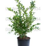 Ligustrum texanum