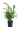 ligustrum-texanum-clt-10-60-80-2-copia-AVX2206304