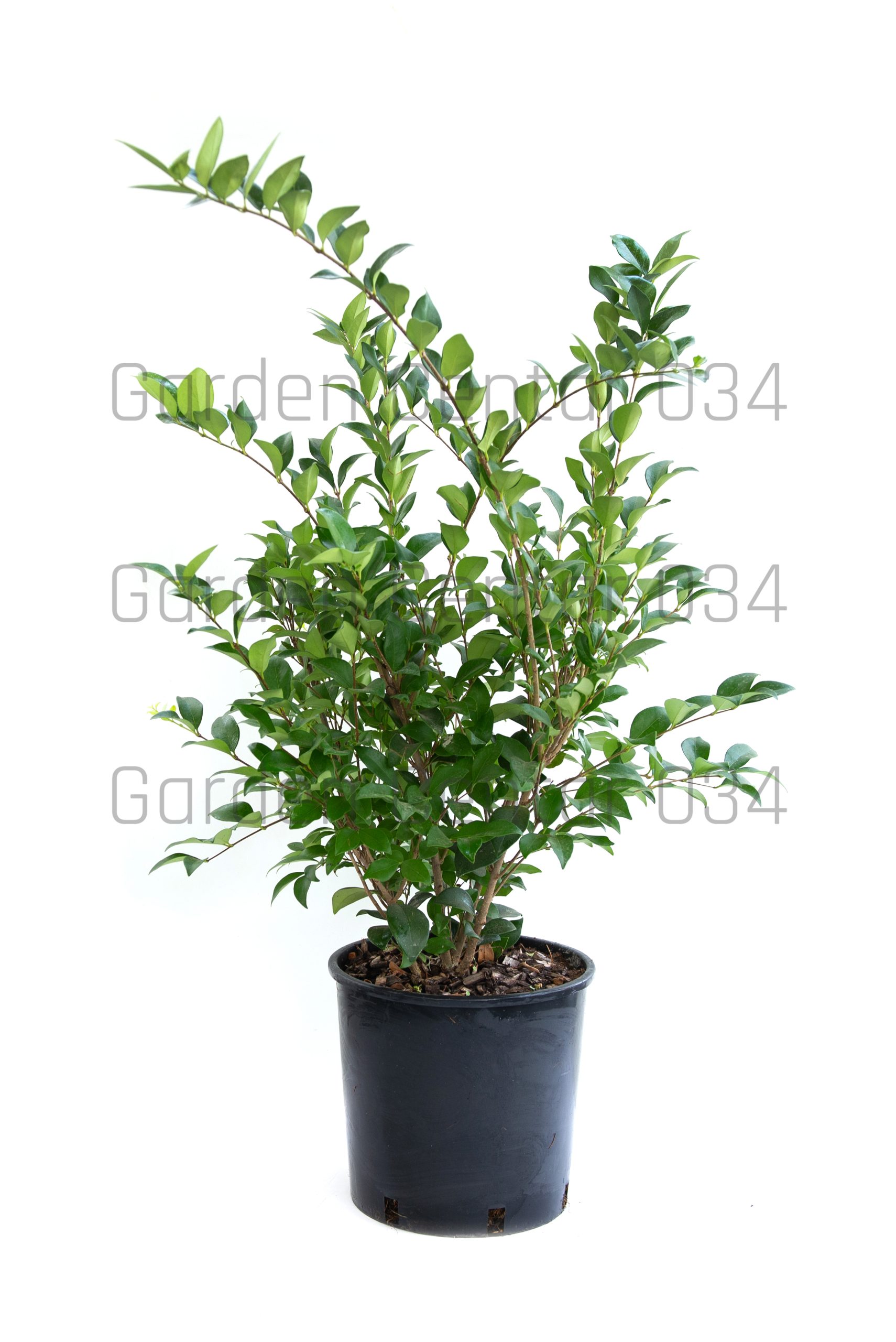 ligustrum-texanum-clt-10-60-80-2-copia-AVX2206304