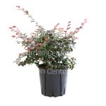 Loropetalum chinense black pearl