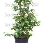 Magnolia genie