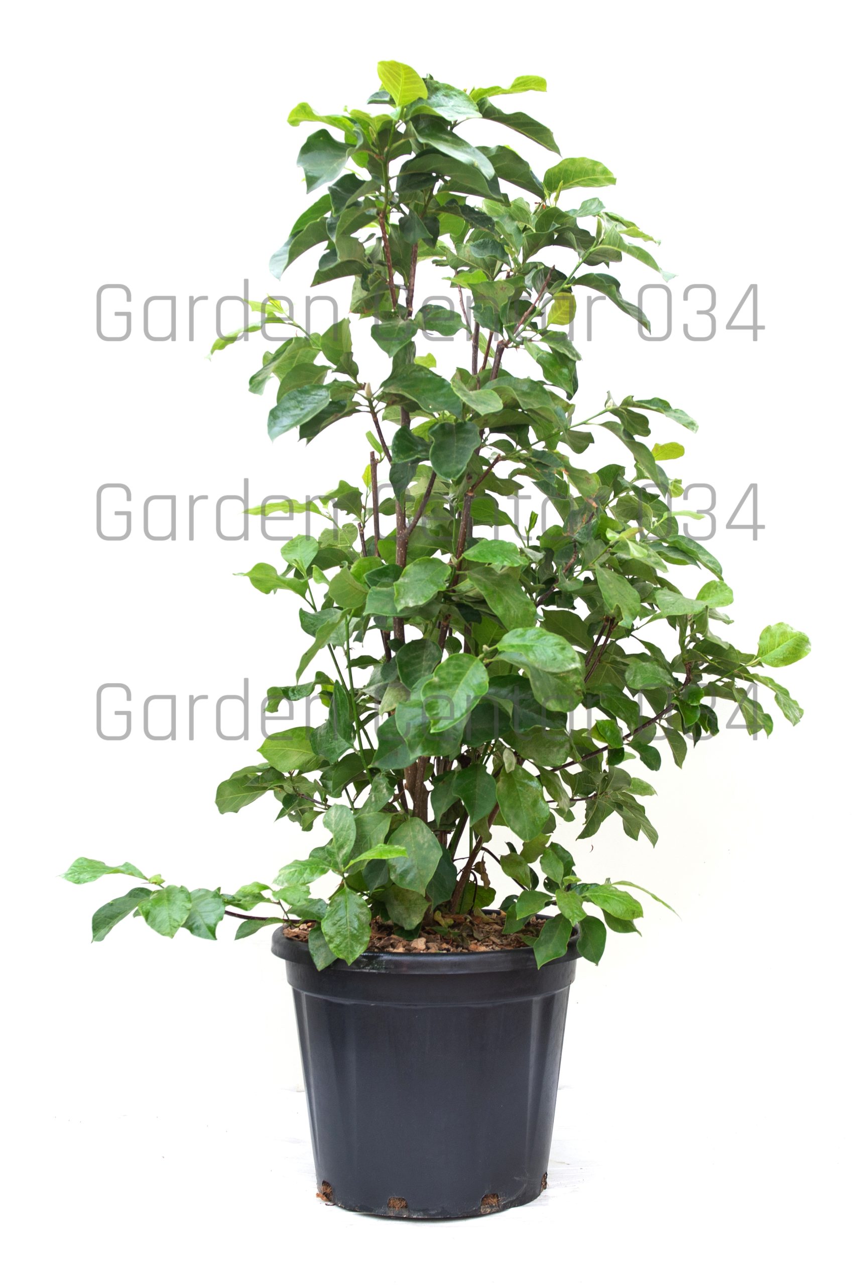 magnolia-genie-clt-30-125-150-copia-AVX2206318