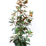 Magnolia grandiflora goliath praecox