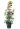 magnolia-grandiflora-goliath-praecox-clt-25-125-150-2-copia-AVX2206320-(1)