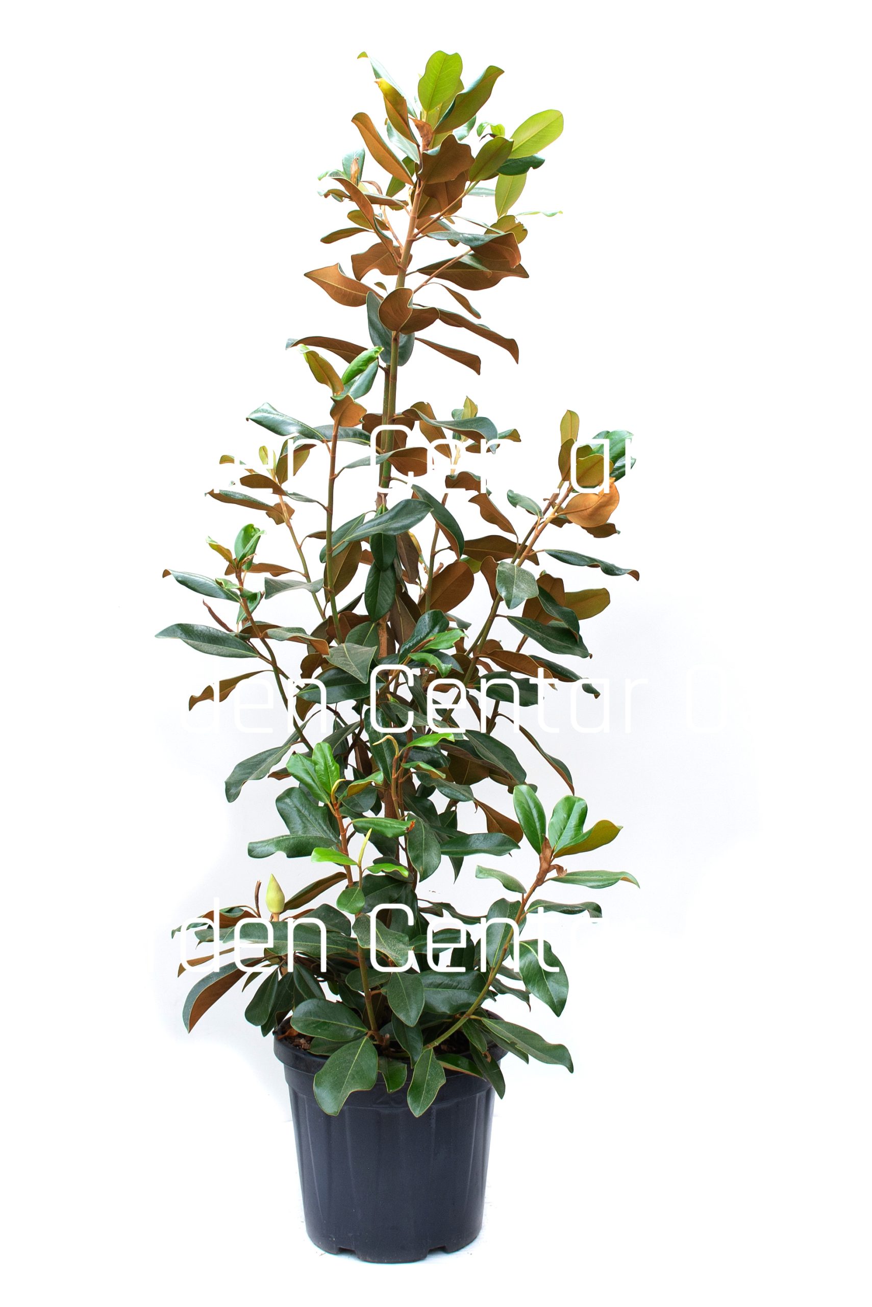 magnolia-grandiflora-goliath-praecox-clt-25-125-150-2-copia-AVX2206320-(1)
