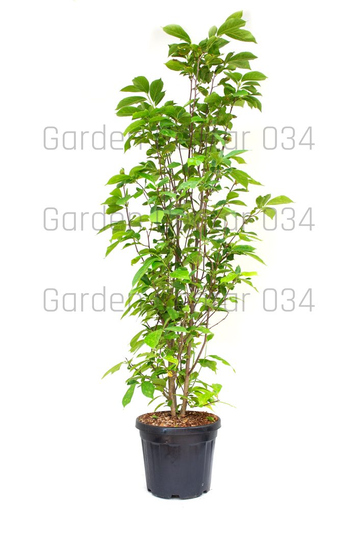Magnolia soulangeana