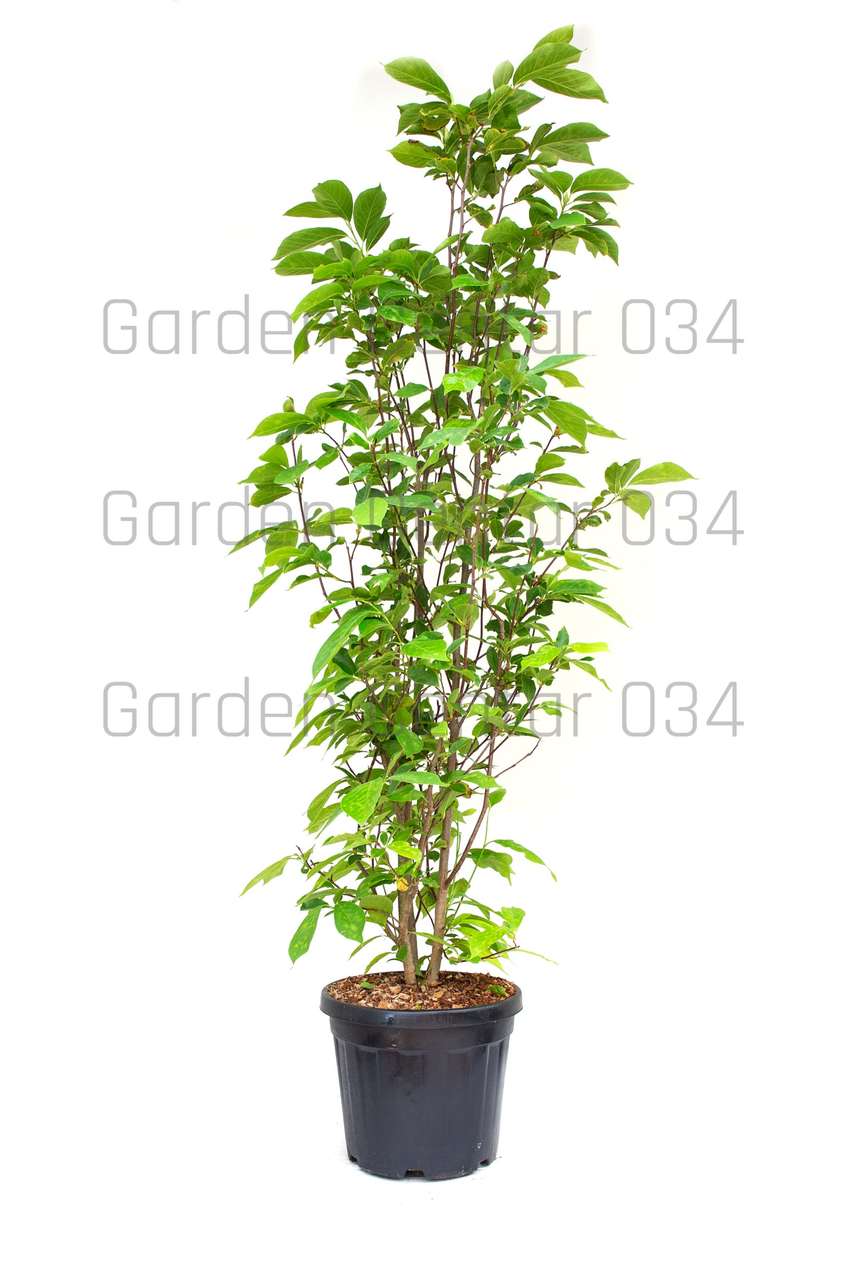 magnolia-soulangeana-clt-30-150-175-2-copia-AVX2206324