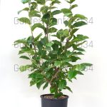 Magnolia soulangeana lennei
