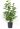 magnolia-soulangeana-lennei-clt-18-100-125-2-copia-AVX2206326