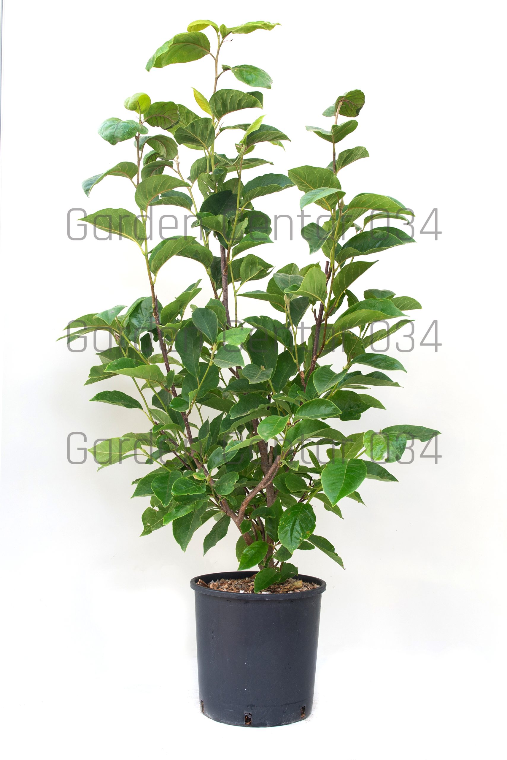 magnolia-soulangeana-lennei-clt-18-100-125-2-copia-AVX2206326