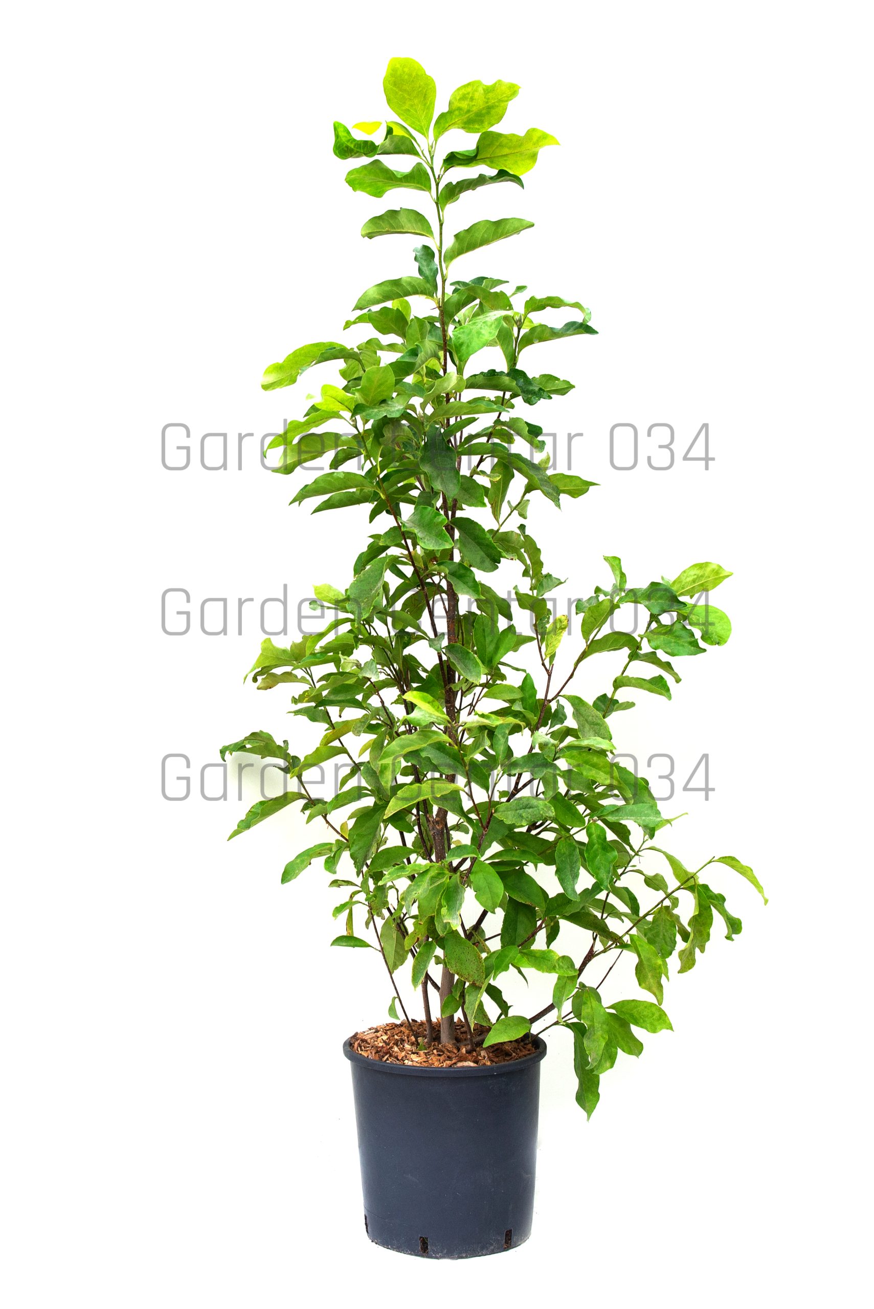 magnolia-susan-clt-18-100-125-copia-AVX2206331
