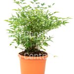 Nandina domestica