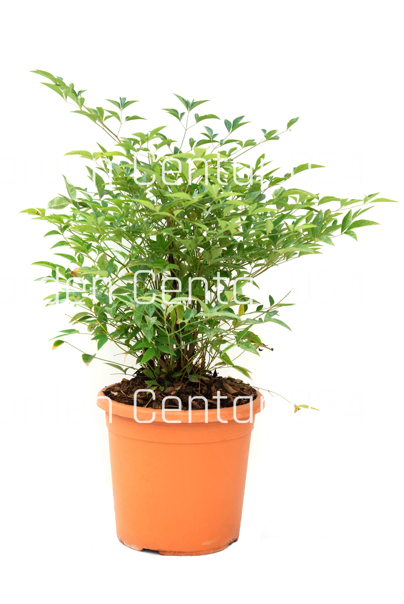 nandina-domestica-lv5-copia-AVX2206360
