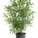 Nerium oleander