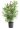 nerium-oleander-clt-10-copia-AVX2206363