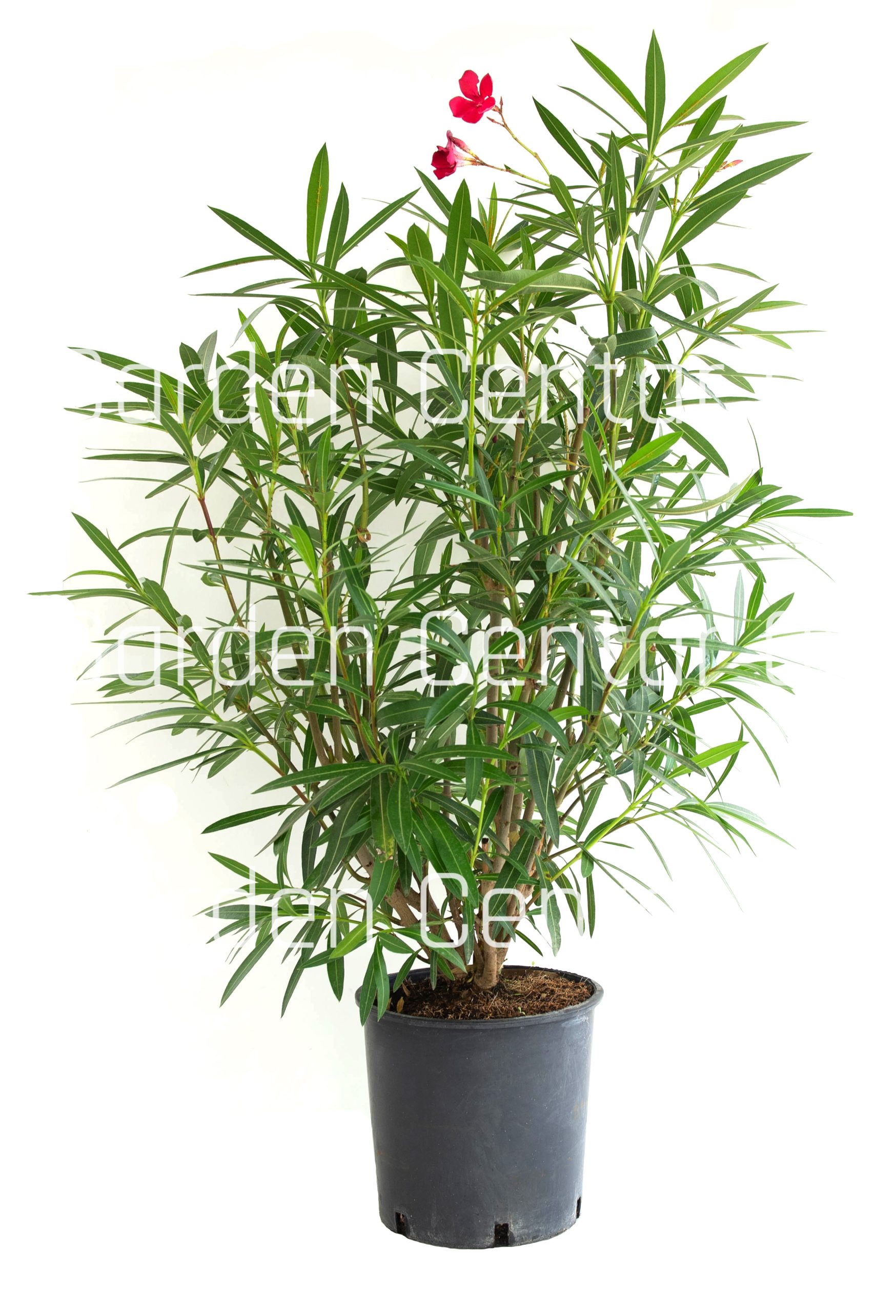 nerium-oleander-clt-10-copia-AVX2206363