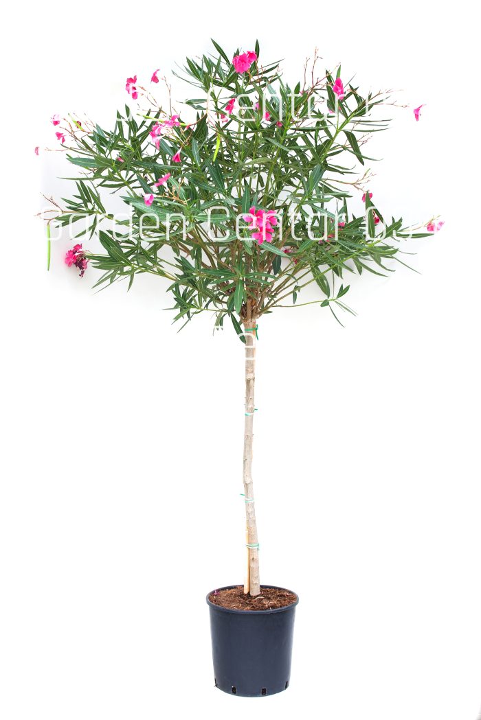 Nerium Oleander