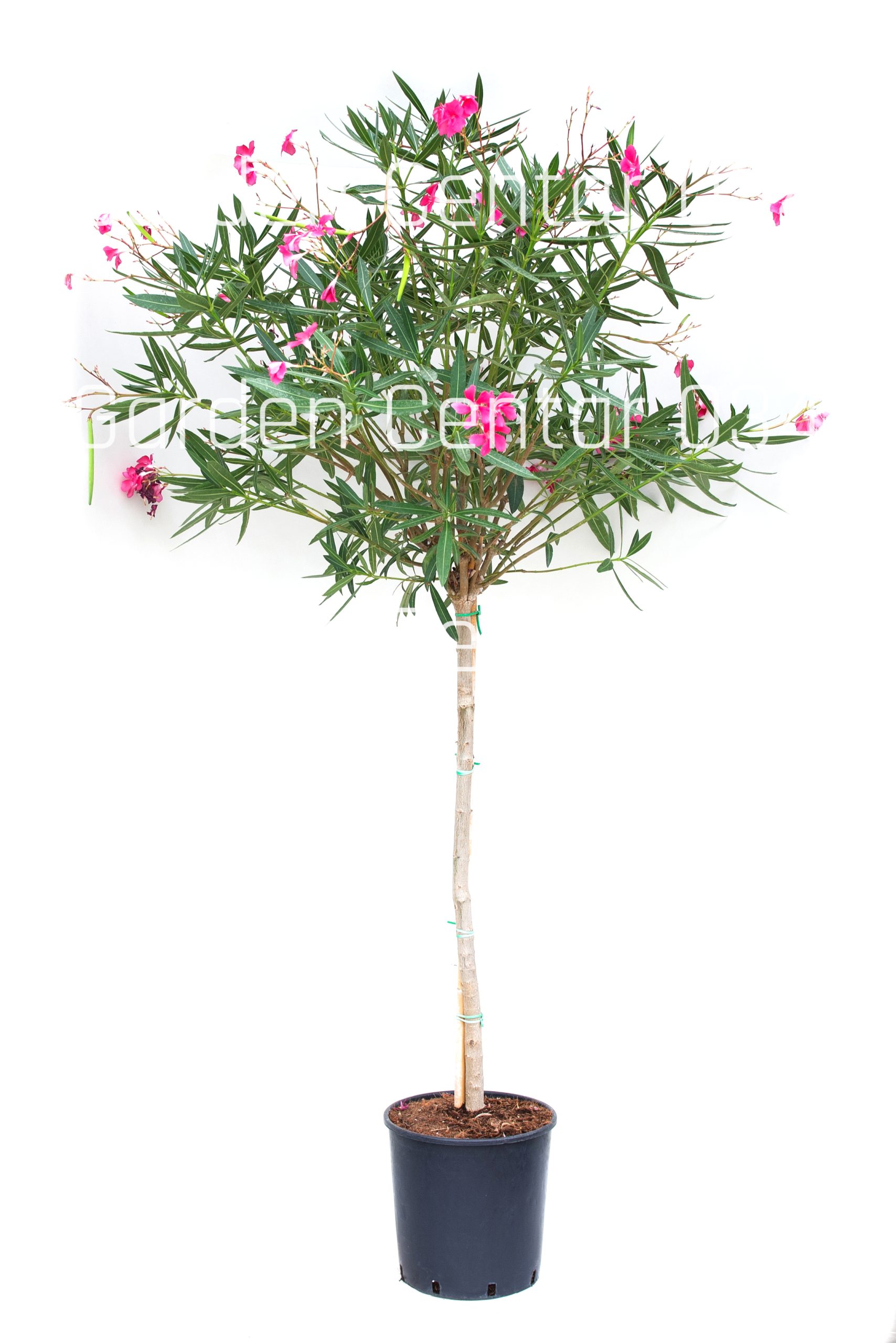 nerium-oleander-clt-15-mezzo-fusto-copia-AVX2206364