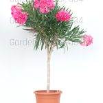 Nerium oleander - Lijander
