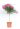 nerium-oleander-lv9-mini-alberetto-copia-AVX2206368