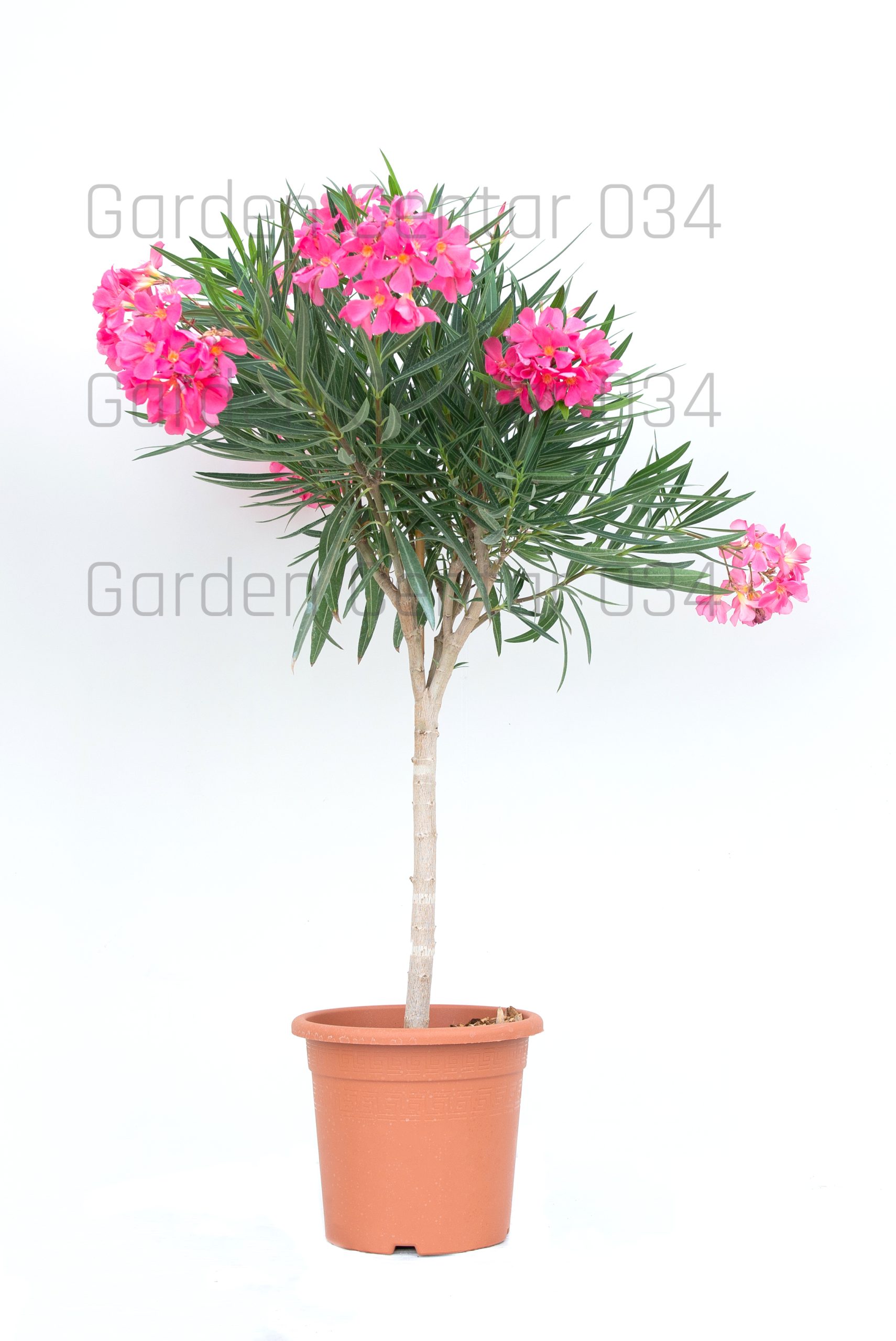 nerium-oleander-lv9-mini-alberetto-copia-AVX2206368