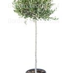 Maslina - Olea europaea
