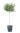 olea-europae-aclt-18-mezzo-fusto-copia-AVX2206376