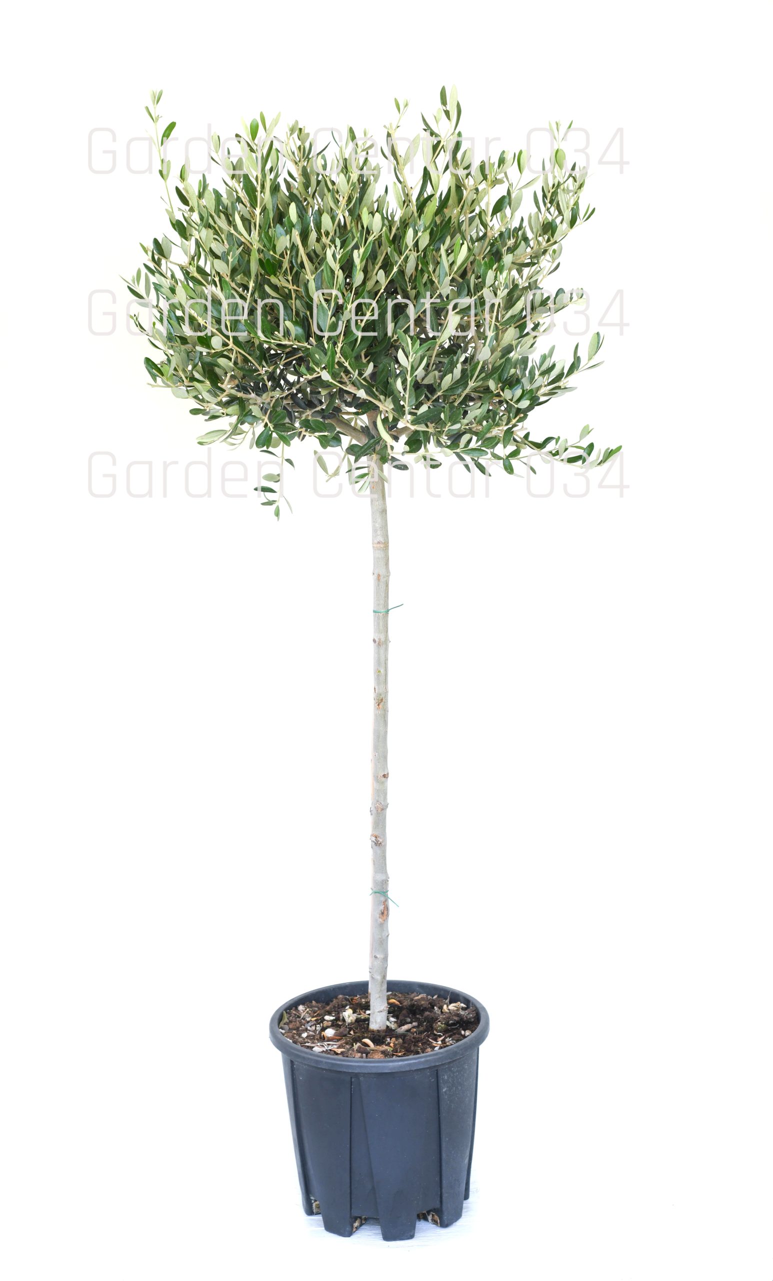 olea-europae-aclt-18-mezzo-fusto-copia-AVX2206376