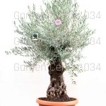 Maslina - Olea europaea