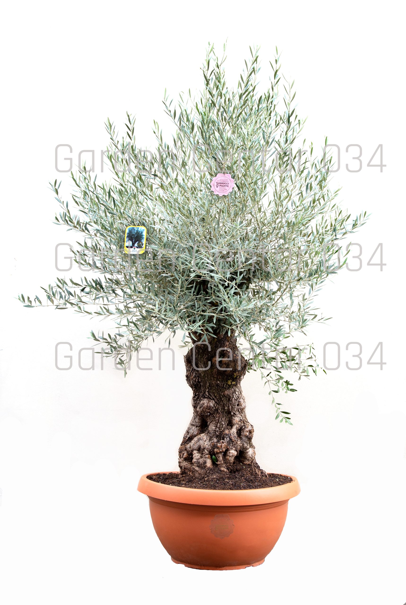 olea-europaea-2-copia-AVX2206377