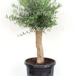 Olea europea olivi