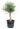 olea-europea-olivi-clt-45-125-150-2-copia-AVX2206382