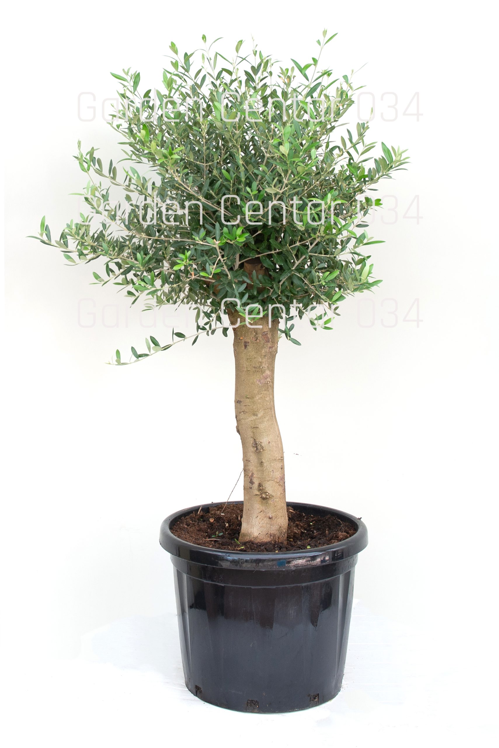 olea-europea-olivi-clt-45-125-150-2-copia-AVX2206382