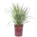 Panicum miliaceum