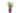 panicum-copia-AVX2206389