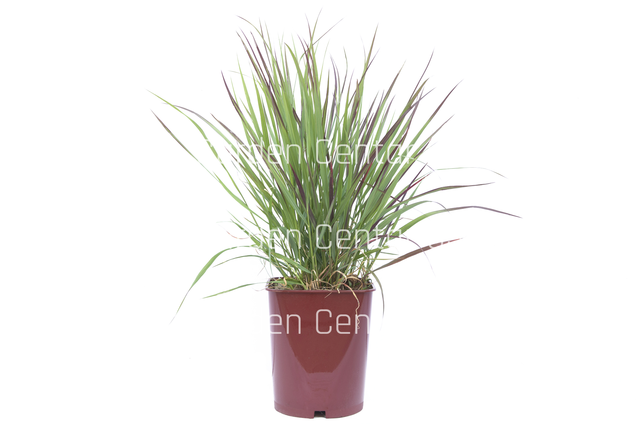 panicum-copia-AVX2206389