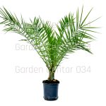 Phoenix canariensis