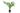 phoenix-canariensis-CLT-2-AVX2206391