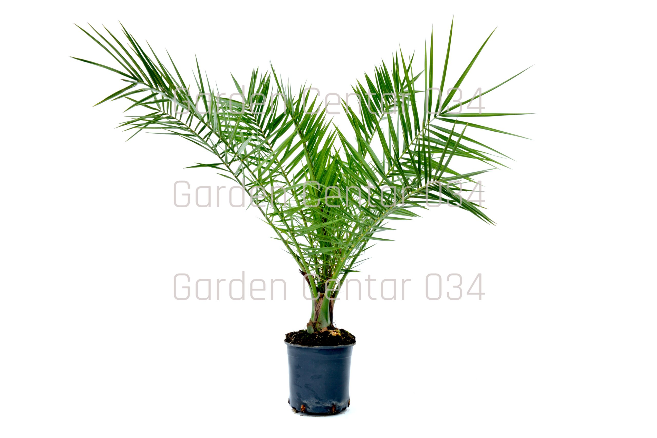 phoenix-canariensis-CLT-2-AVX2206391