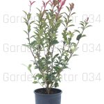 Photinia carre rouge bush