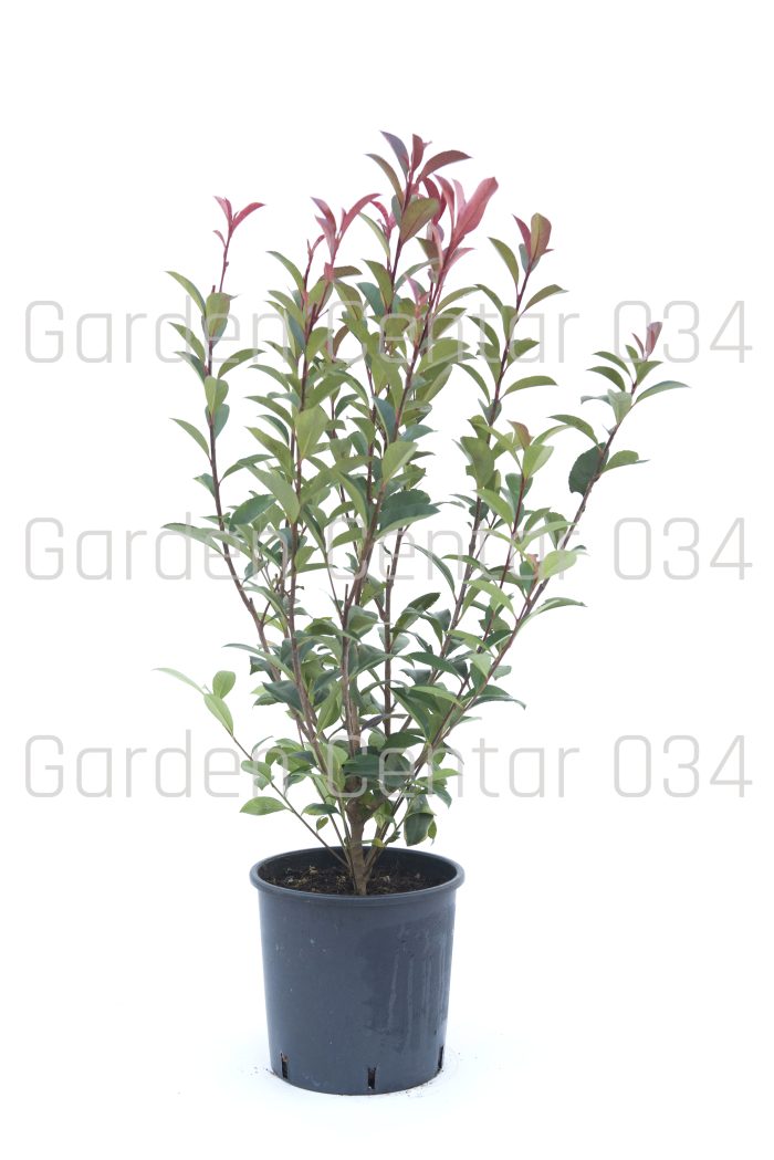 Photinia carre rouge bush