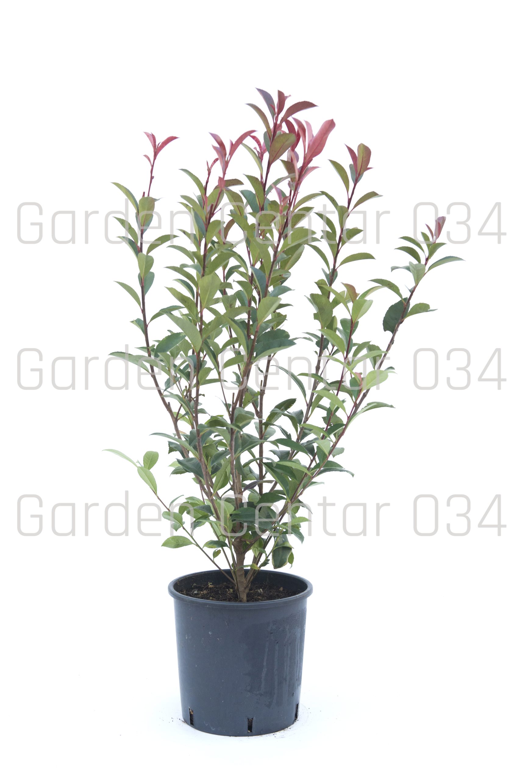 photinia-carre-rouge-bush-c5-h-30-40-copia-AVX2206395