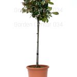 Photinia serrulata red robin