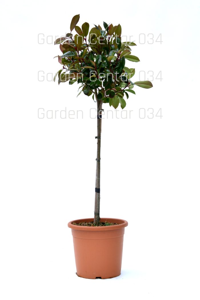 Photinia serrulata red robin