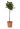 photinia-serrulata-red-robin-LV9-mini-alberetto-AVX2206401