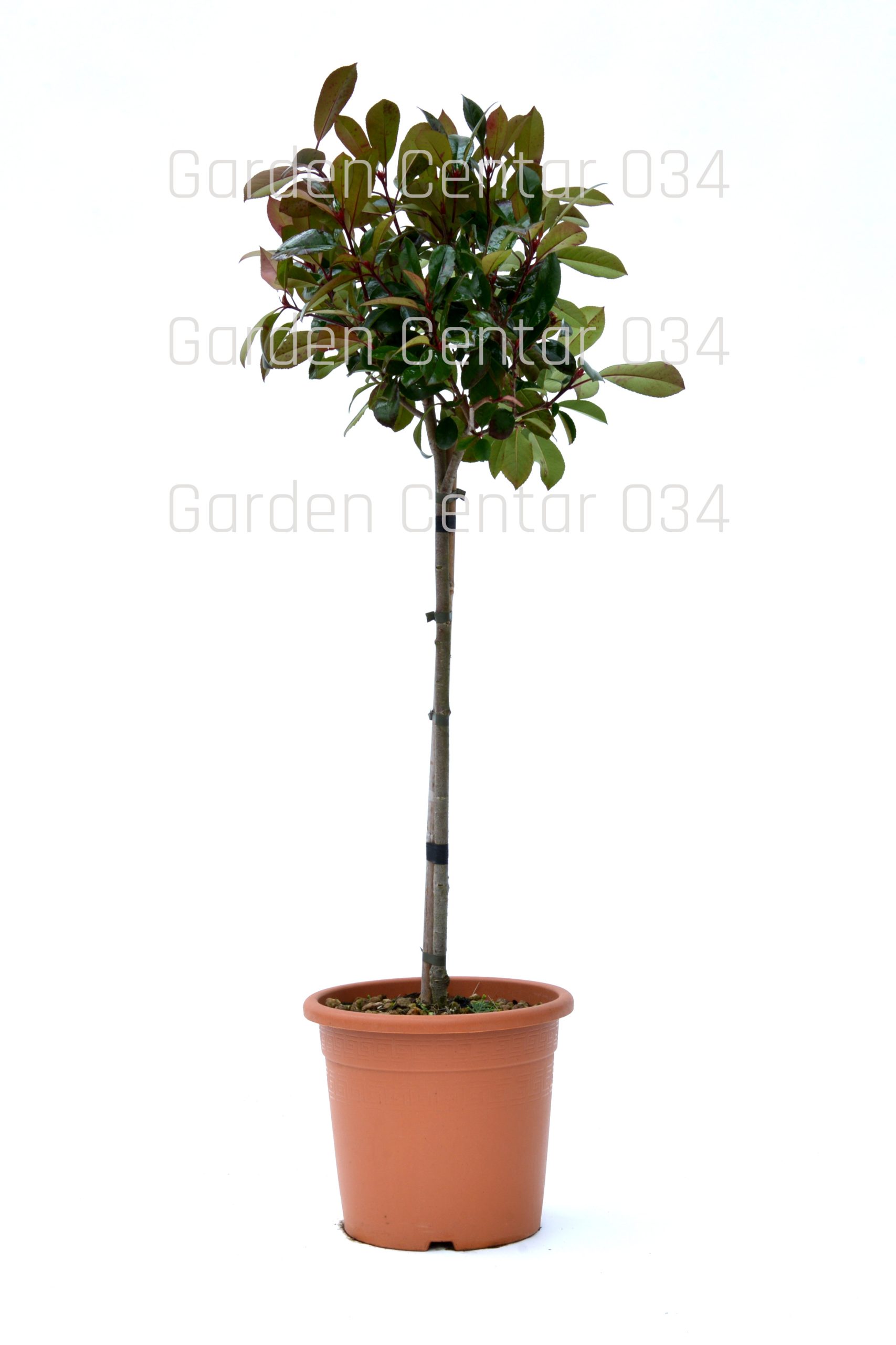 photinia-serrulata-red-robin-LV9-mini-alberetto-AVX2206401