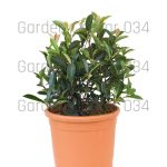 Photinia x fraseri carre rouge